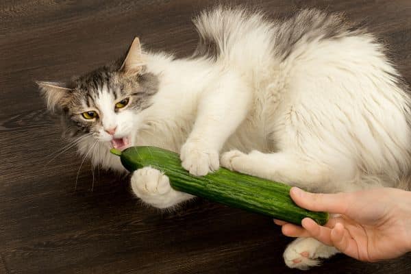 Can Cats Eat Zucchini