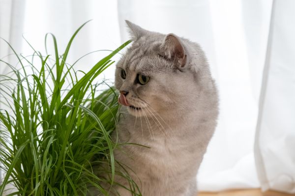 Are Orchids Toxic to Cats? 