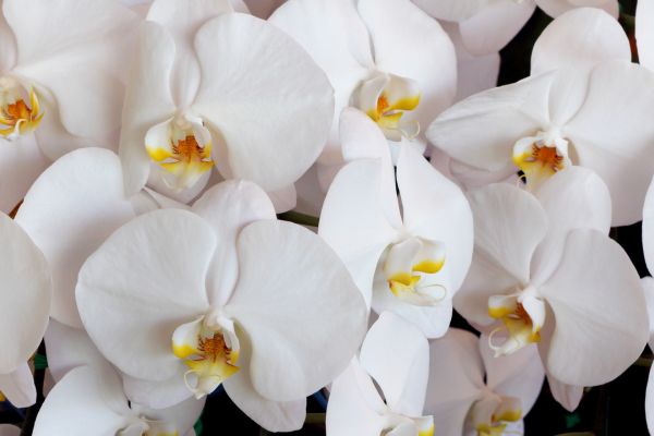 Are Orchids Toxic to Cats? 