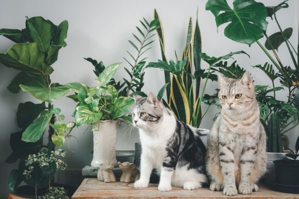 Are Orchids Toxic to Cats? 