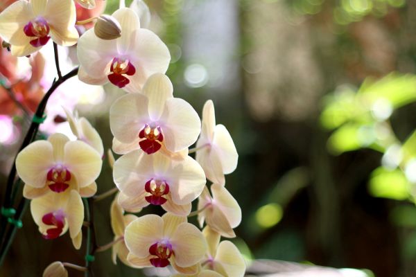 Are Orchids Toxic to Cats? 