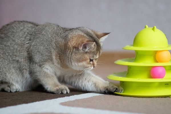 Best Toys for Deaf Cats