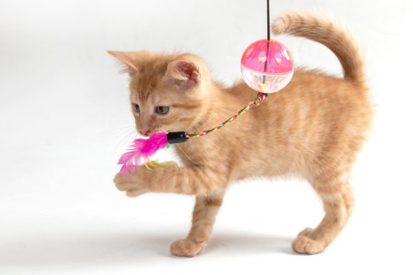 Best Toys for Deaf Cats