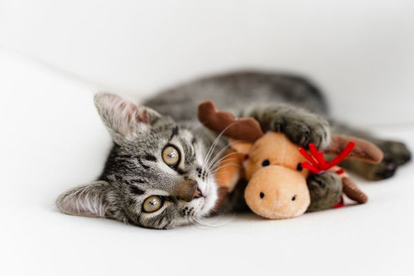 Best Toys for Deaf Cats