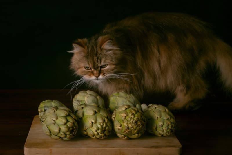 Can Cats Eat Artichoke
