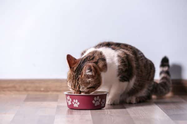 Can Cats Eat Sesame Seeds?