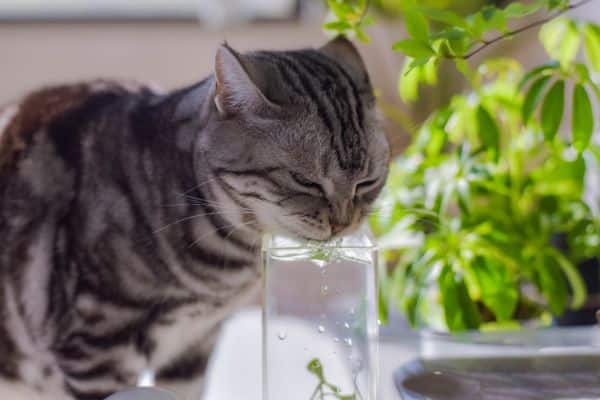 Can Cats Drink Coconut Water?