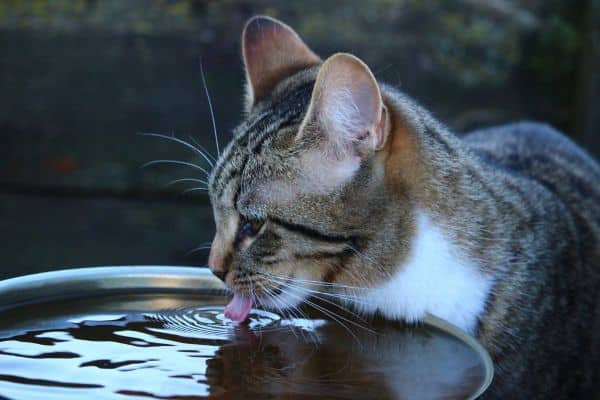 Can Cats Drink Coconut Water?