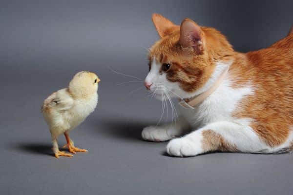  Can Cats Eat Ducklings