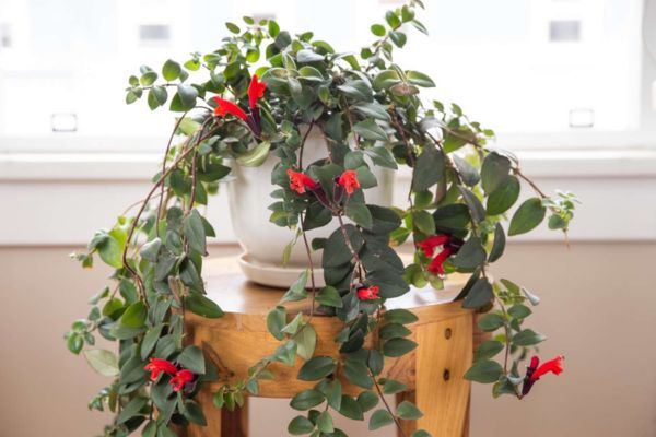 Is Lipstick Plant Toxic to Cats?