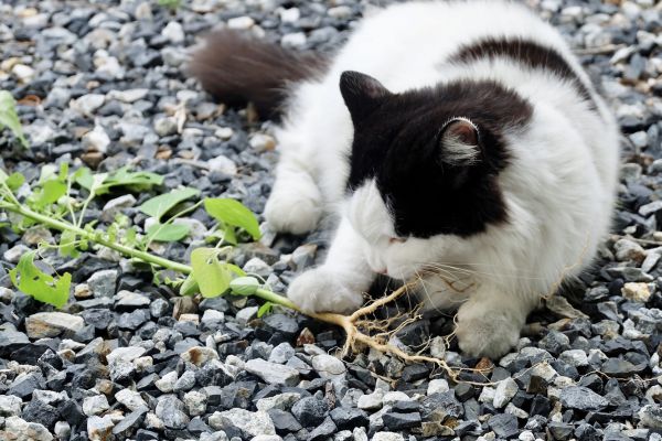 Is Lipstick Plant Toxic to Cats?