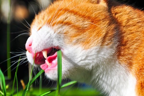 Is Lipstick Plant Toxic to Cats?