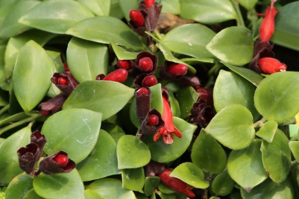 Is Lipstick Plant Toxic to Cats?