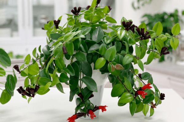 Is Lipstick Plant Toxic to Cats?