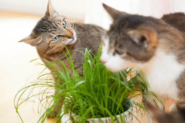 Is Rainbow Elephant Bush Toxic to Cats?