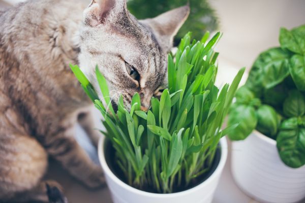 Is Rainbow Elephant Bush Toxic to Cats?