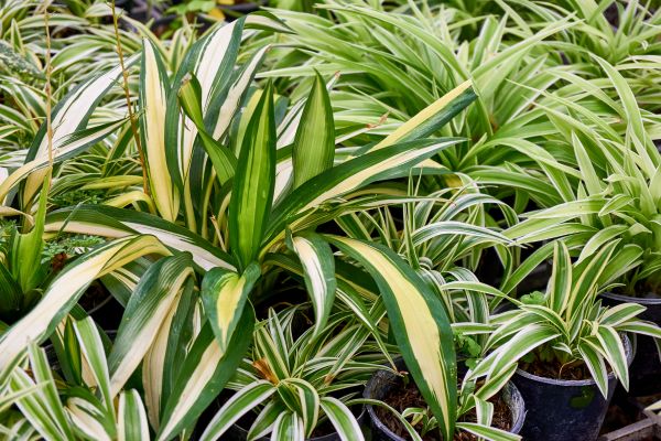 Is Rainbow Elephant Bush Toxic to Cats?