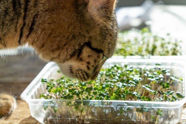 Are Microgreens Safe For Cats?