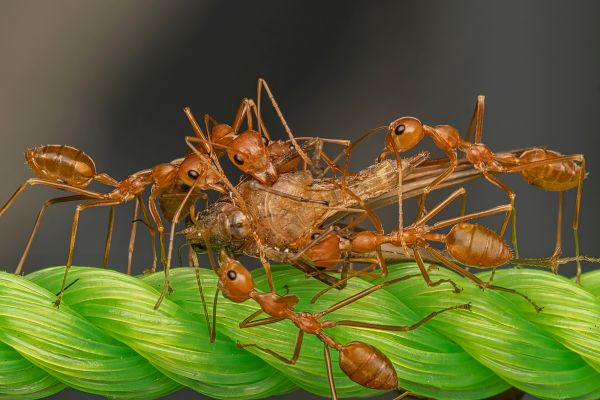 Why Do Cats Eat Ants?