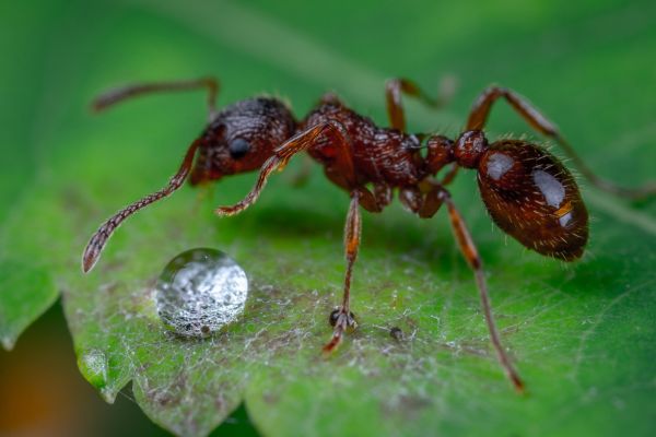  Why Do Cats Eat Ants? 