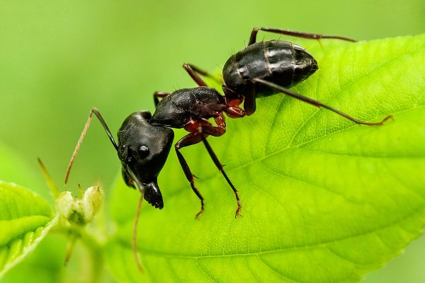 Why Do Cats Eat Ants?