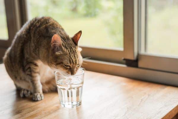 Why Does My Cat Sneeze After Drinking Water?