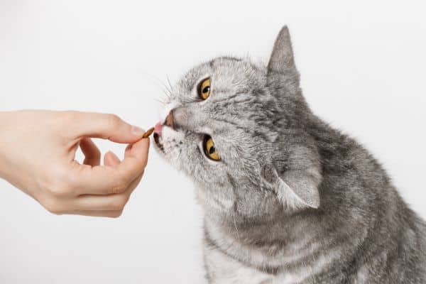  Can Cats Eat Sweet Potato