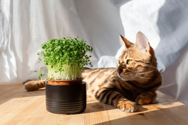 Are Microgreens Safe for Cats?