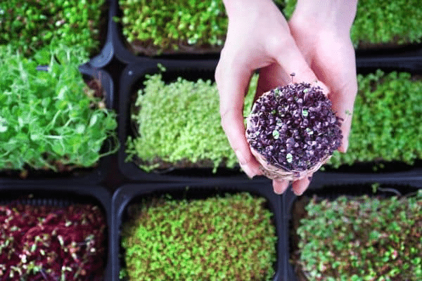 Are Microgreens Safe for Cats?