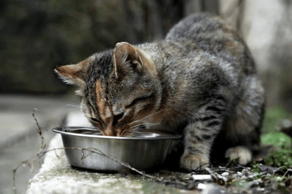 Can Cats Eat Brussels Sprouts?
