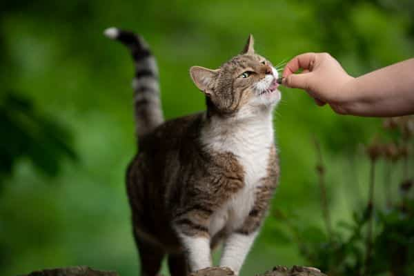 Can Cats Eat Asparagus? 