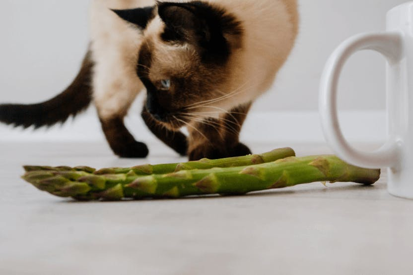  Can Cats Eat Asparagus? 