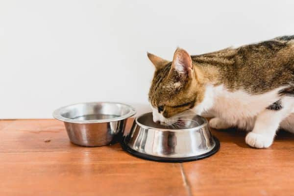  Can Cats Eat Jicama?