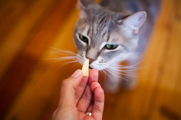  Can Cats Eat Jicama?